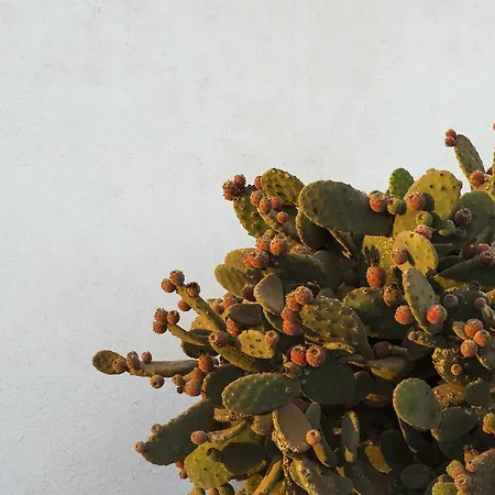 Couette-café Buenavista Lanzarote Country *